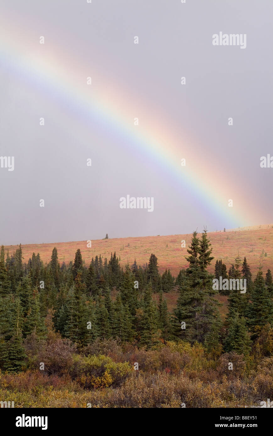 Arc-en-ciel sur couleurs d'automne au parc national de Denali en Alaska Banque D'Images