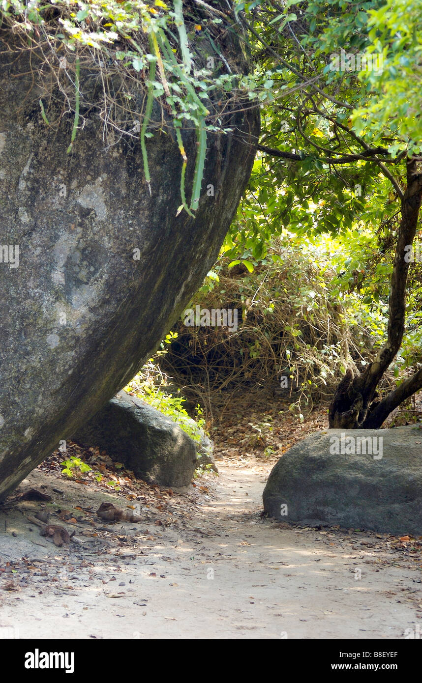 Un sentier dans la jungle Parque Tayrona (Tyrona Park) Banque D'Images