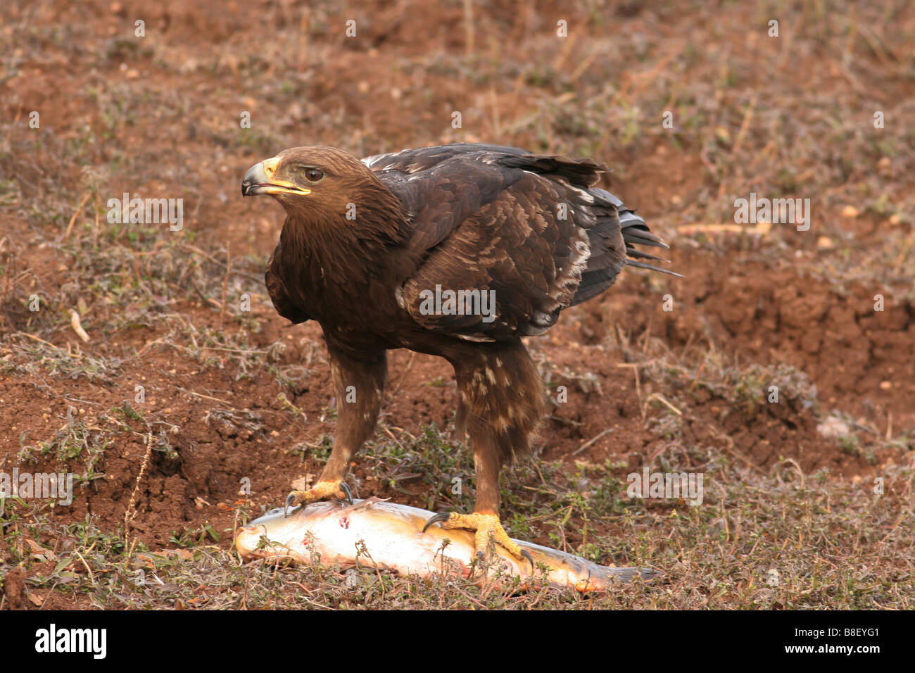 Aigle impérial Aquila heliaca, avec un poisson dans ses serres d'hiver Février 2006 Israël Banque D'Images