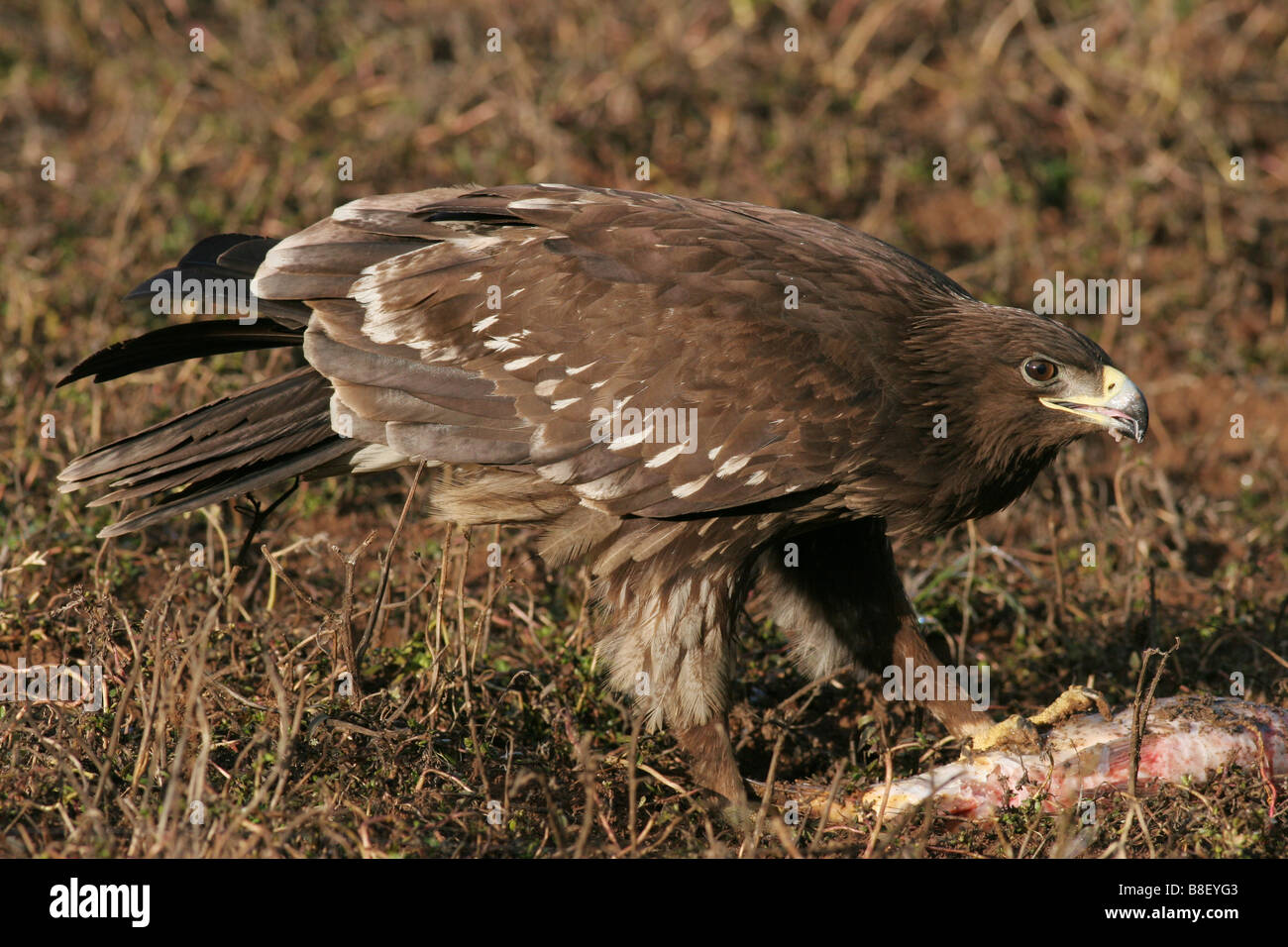 Le plus grand aigle tacheté (Clanga clanga syn Aquila clanga), également appelé عقاب سعفاء كبرى aigle tacheté, est un grand oiseau migrateur de proie Banque D'Images