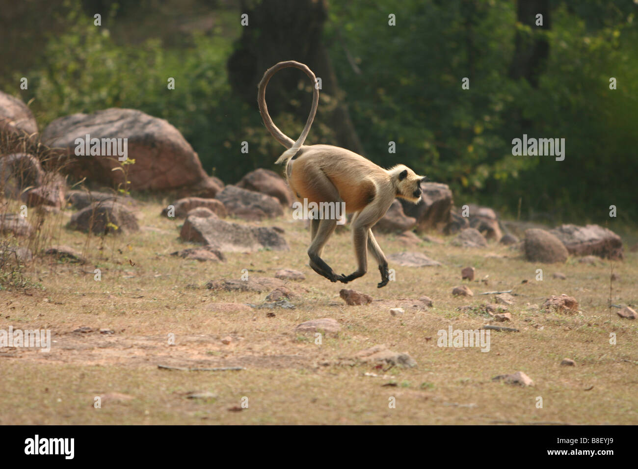 L'Inde macaque rhésus Macaca mulatta Monkey Banque D'Images