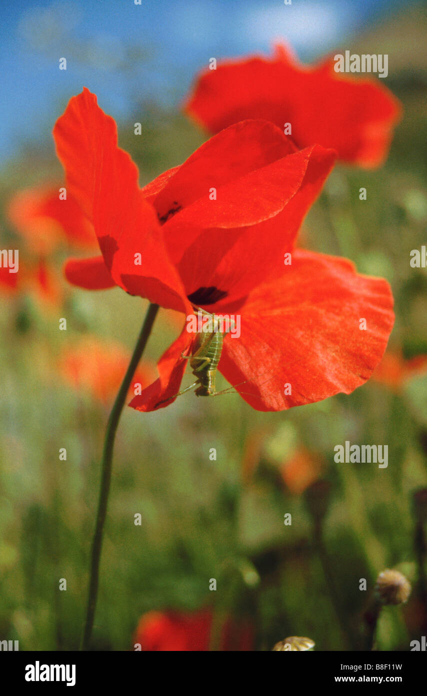 Un insecte sur un coquelicot dans un wildflowersmeadow à Stoupa sur la péninsule de Mani dans le Péloponnèse, Grèce continentale - Mai. Banque D'Images