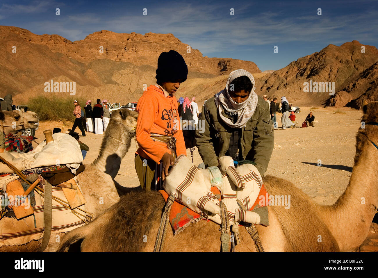 Deux hommes bédouins inspecter un chameau avant la course de chameaux annuel en Egypte Banque D'Images