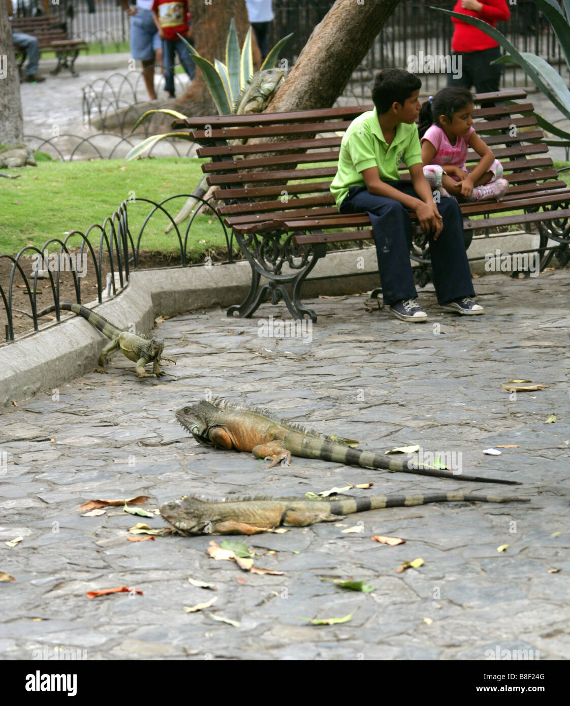 L'iguane vert dans Parc Seminario, Guayaquil, Equateur, Amérique du Sud Banque D'Images