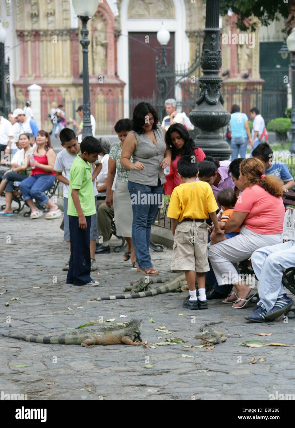 Un groupe d'Équatoriens nourrir l'iguane vert dans Parc Seminario, Guayaquil, Equateur, Amérique du Sud Banque D'Images