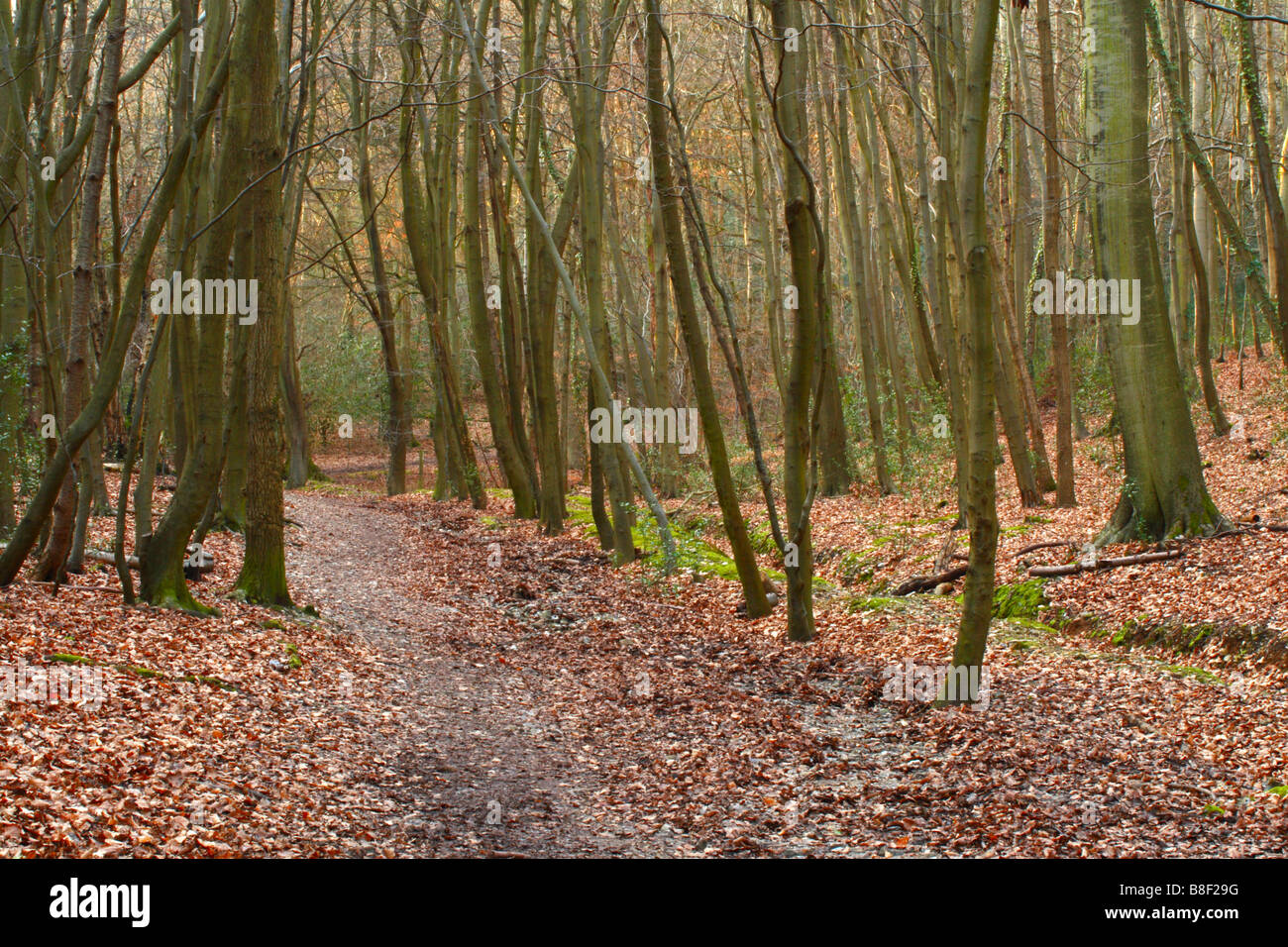 Un chemin et un mors chemin à travers bois Tinkers, Downley, High Wycombe, Buckinghamshire, Royaume-Uni Banque D'Images