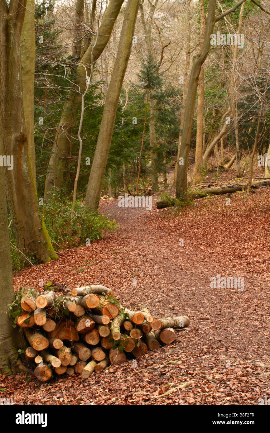 Un sentier à travers bois dans la vallée de Hughenden, High Wycombe, Buckinghamshire, Royaume-Uni Banque D'Images
