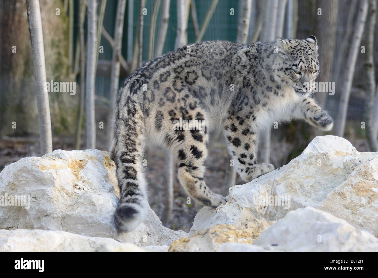 Leopard des neiges Banque de photographies et d’images à haute