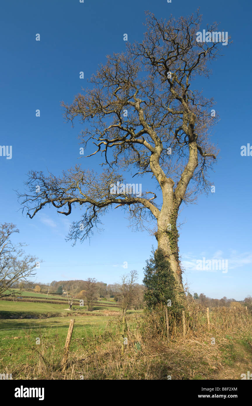 Arbre en hiver Surrey UK Banque D'Images
