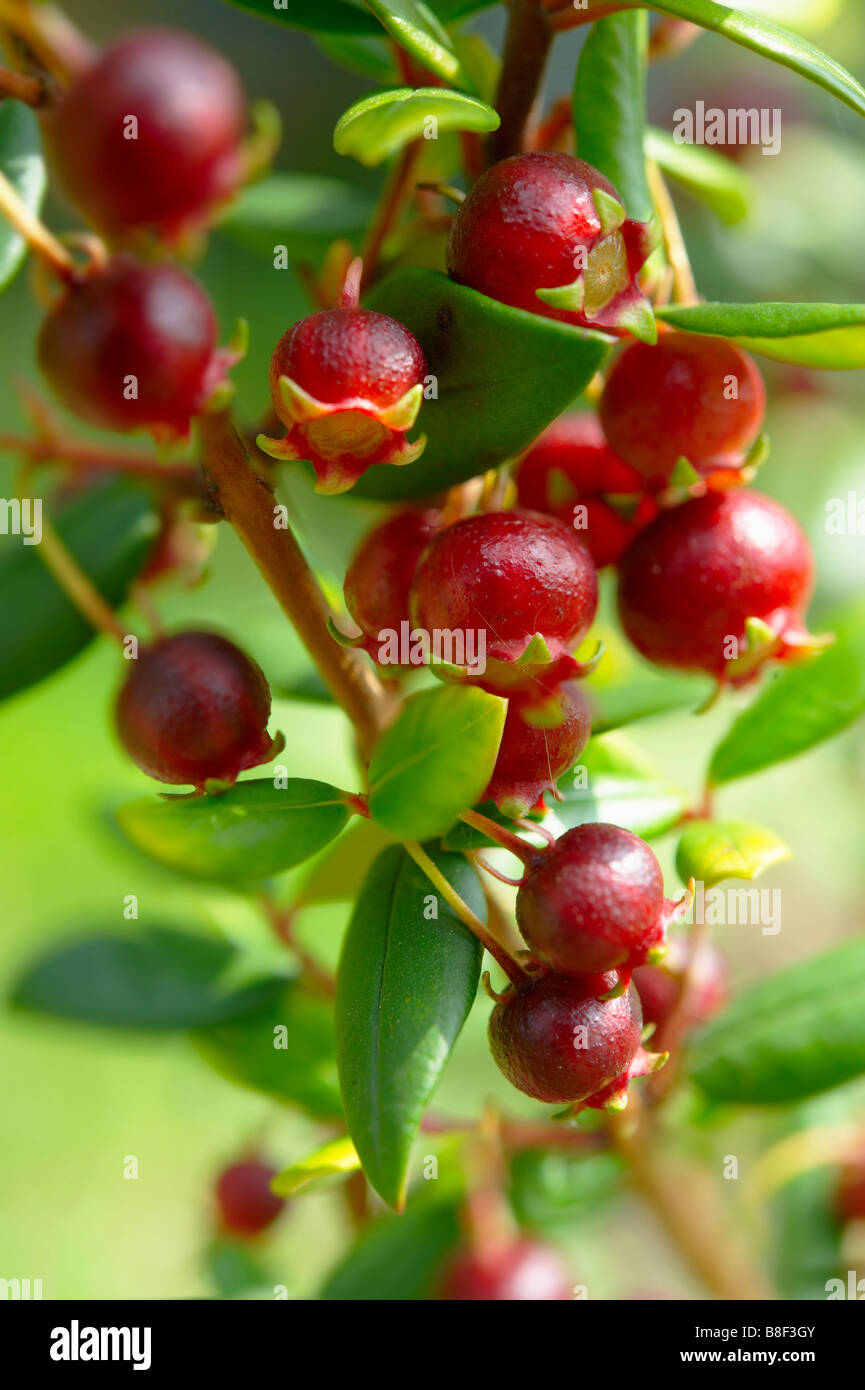 Ugni molinae aussi connu sous peu ou Tazziberry de myrte . Anti oxydant superfood chilien Banque D'Images