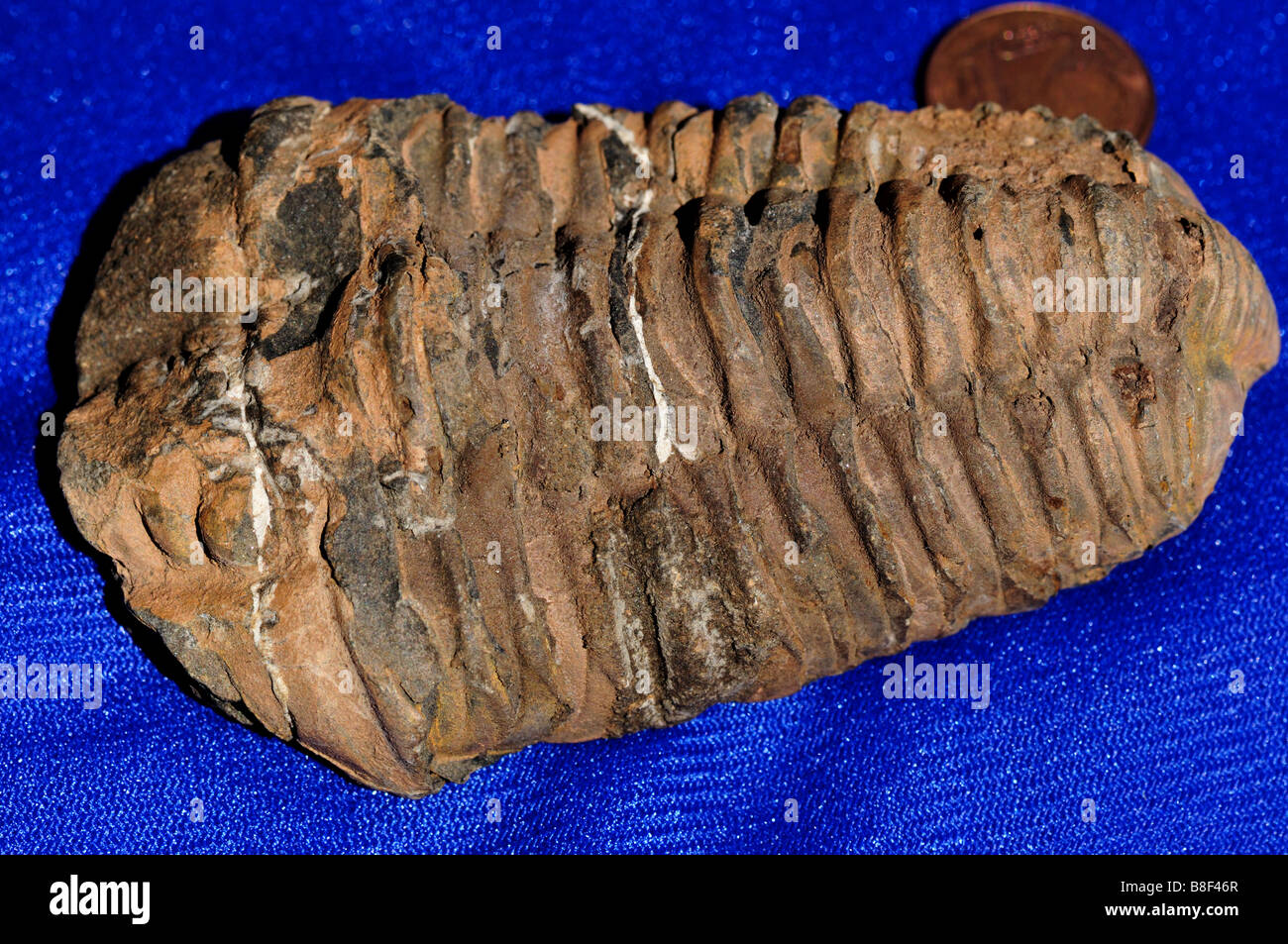 2 Pièces Fossiles De Trilobite Naturels - Spécimens Réels D'Arthropodes Pour Collection Et Décoration