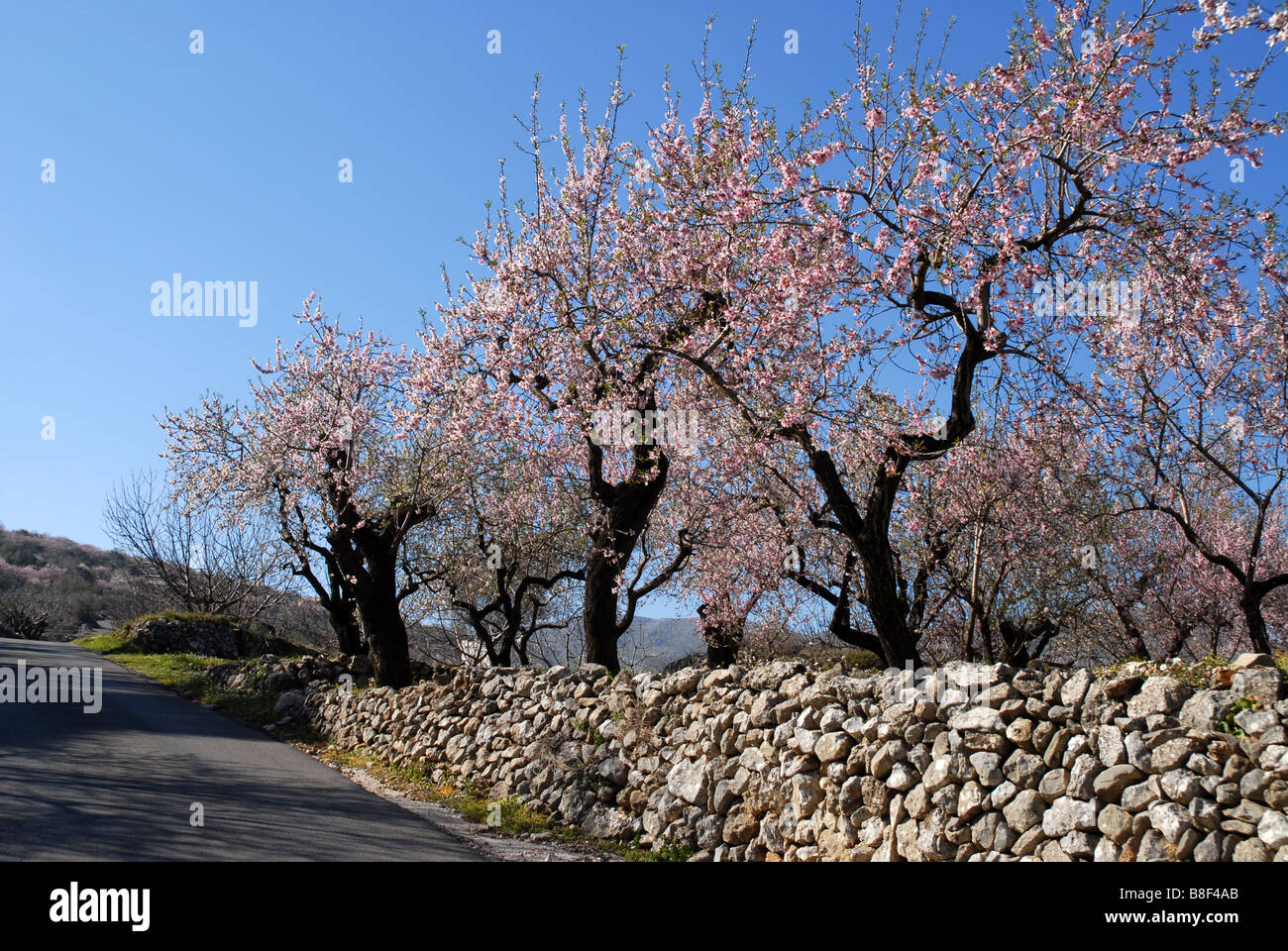Route à travers les vergers d'amandiers, près de Benimaurell, Vall de Laguar, province d'Alicante, Communauté Valencienne, Espagne Banque D'Images Route à travers les vergers d'amandiers, près de Benimaurell, Vall de Laguar, province d'Alicante, Communauté Valencienne, Espagne Banque D'Images