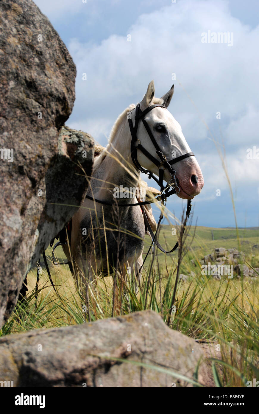 Sella cheval gris s'attendre patiemment dans les herbes hautes à côté d'un grand rocher, avec une vue sur les collines derrière les champs. Banque D'Images