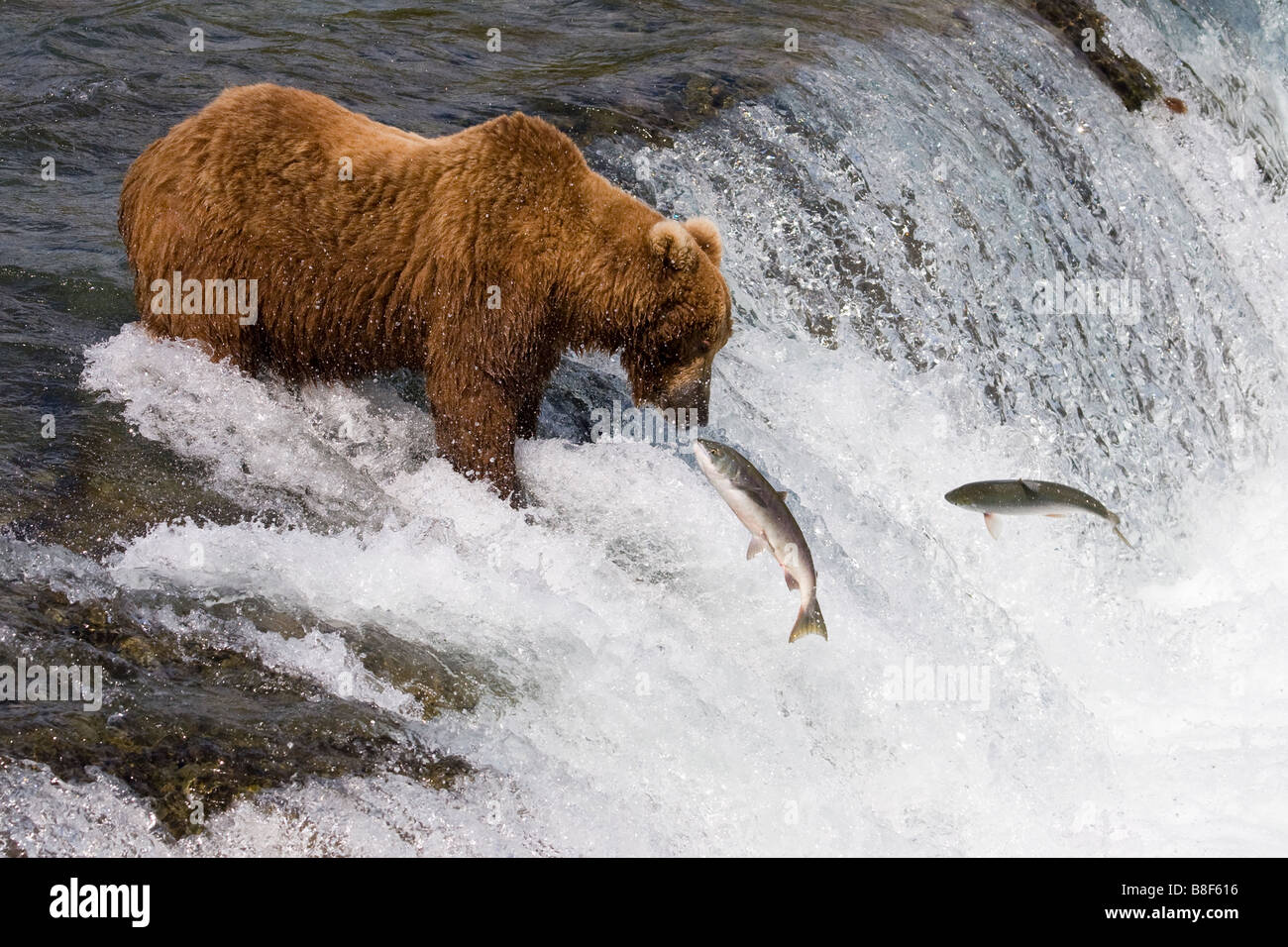 ours-de-sanglier-adulte-banque-d-image-et-photos-alamy