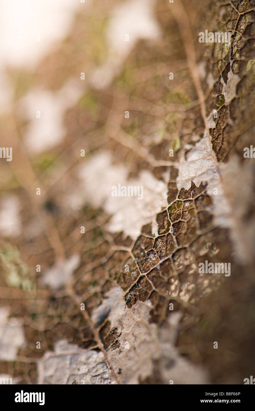 Gros plan d'une feuille en décomposition Banque D'Images