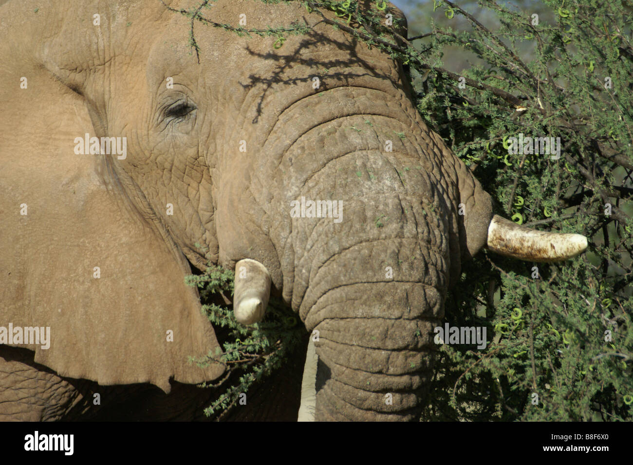 Libre d'elephant naviguant sur Acacia, Samburu, Kenya Banque D'Images