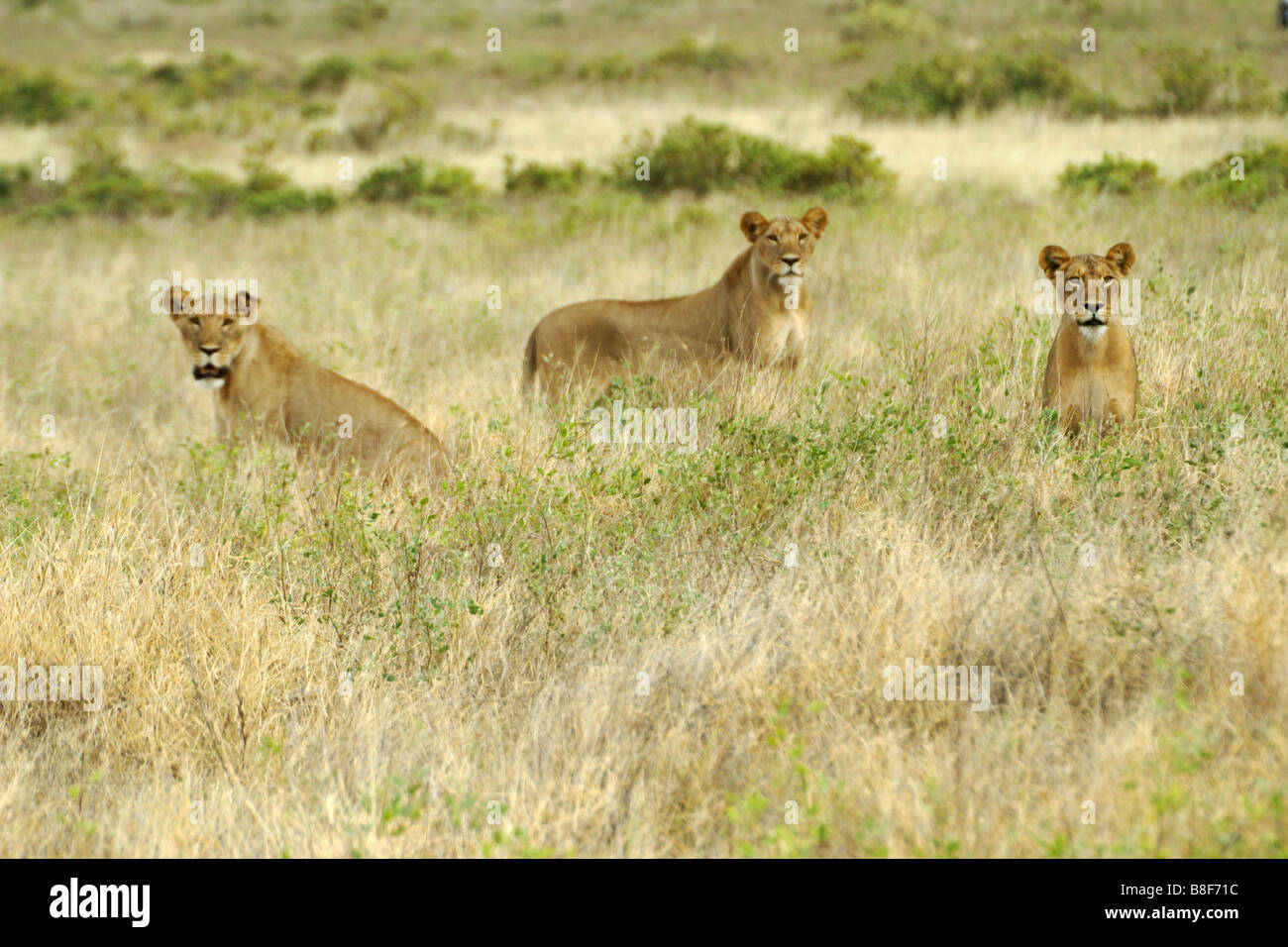 Les Lions sur les herbages, Samburu, Kenya Banque D'Images