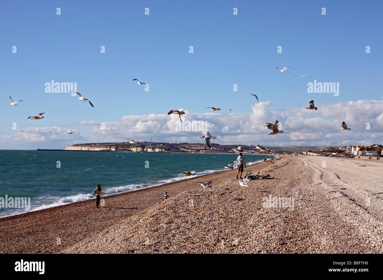 Mouettes sur alimentation Seaford beach, East Sussex, England, UK Banque D'Images