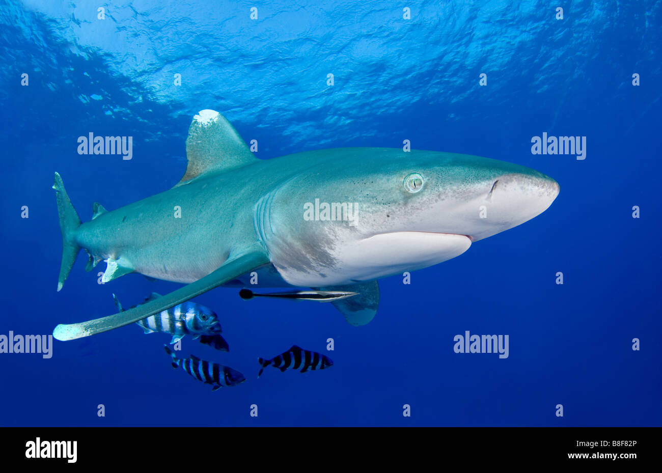 Requin à pointe blanche océanique Banque D'Images