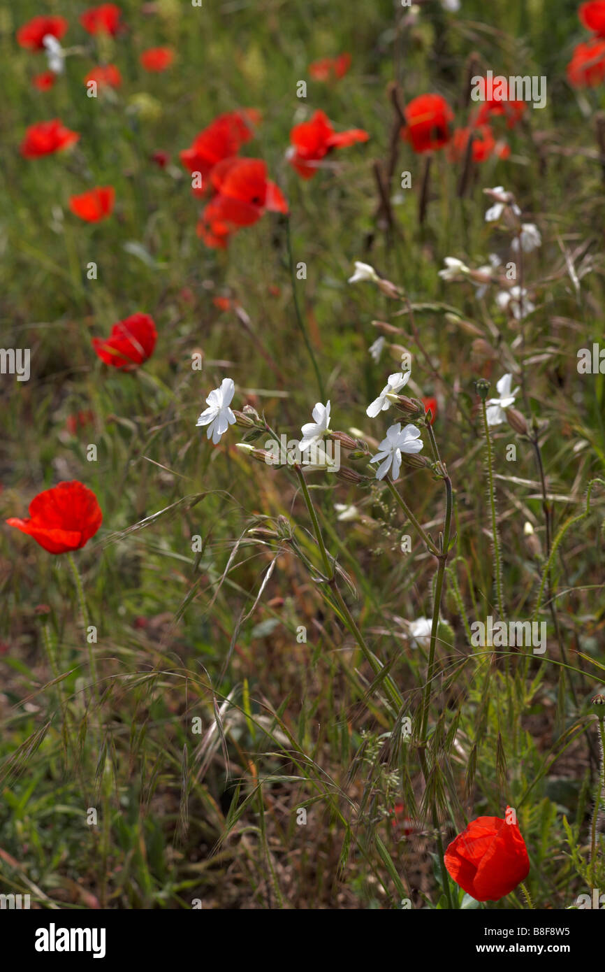 Domaines d'opium, Papaver rhoeas et blanc, campion Silene alba et sauvages, mignonette Reseda lutea, en mai à Dorset Banque D'Images