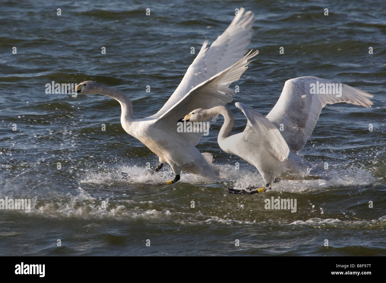 Paire de cygnes atterrissage sur Welney Ouse lave Banque D'Images