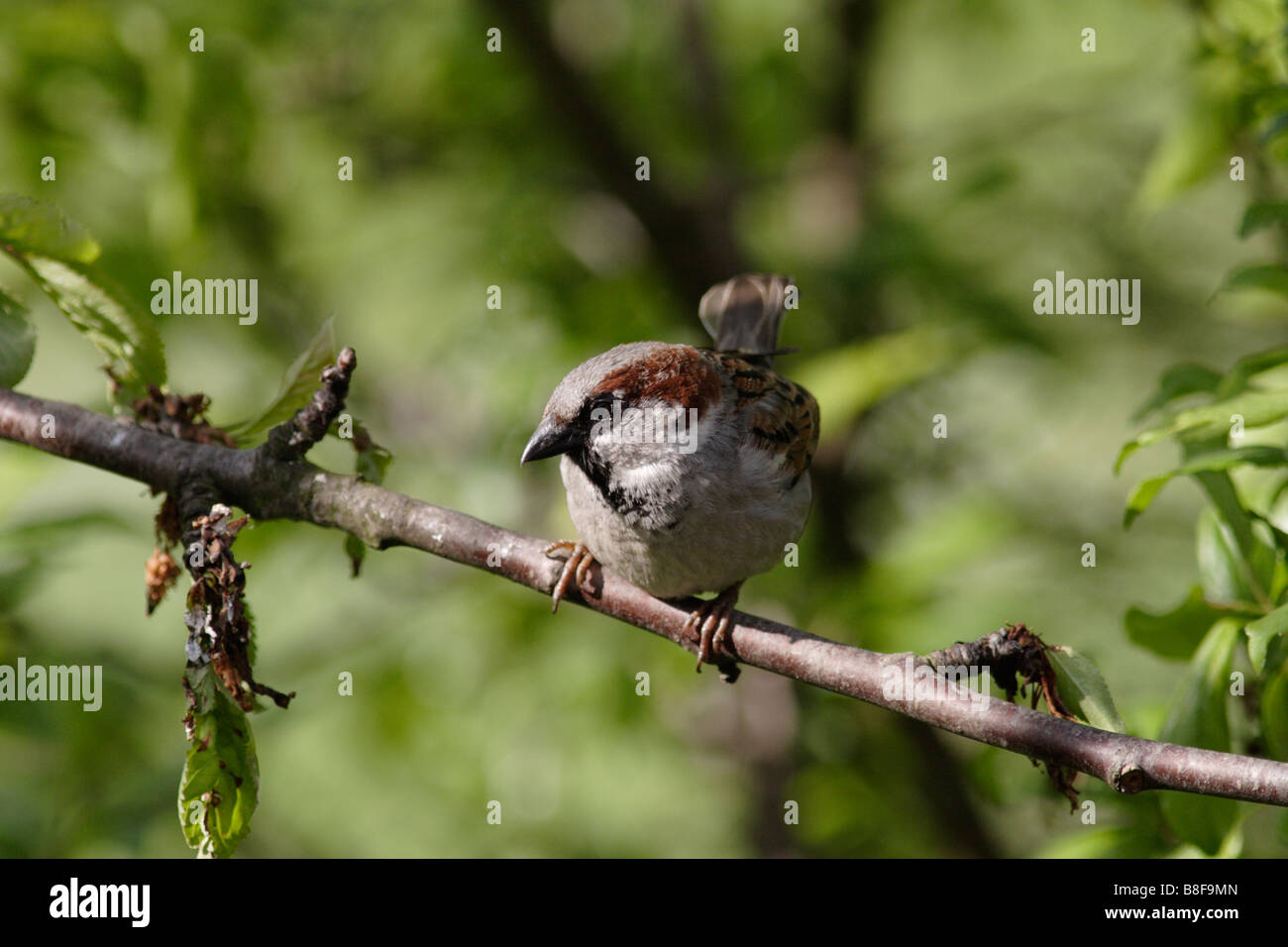 Homme moineau domestique (Passer domesticus) Banque D'Images