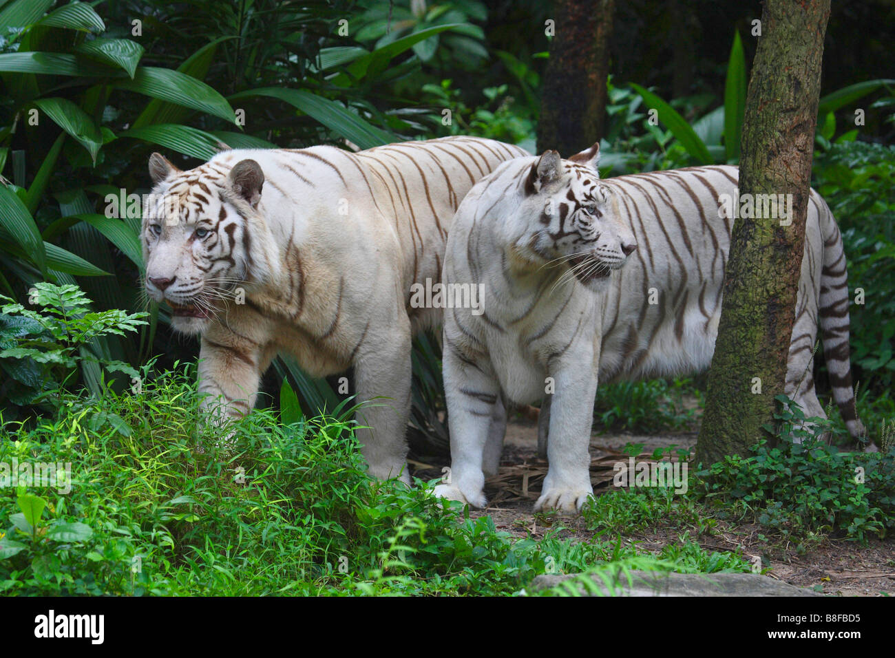 Tigre du Bengale (Panthera tigris tigris), deux personnes côte à côte Banque D'Images