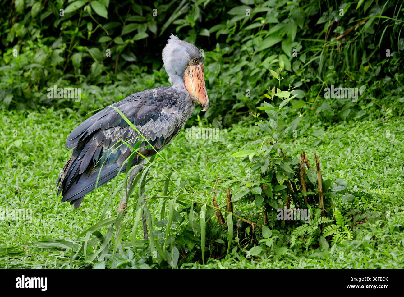 À tête de baleine cigogne, bec-en-sabot du Nil (Balaeniceps rex), dans un pré Banque D'Images