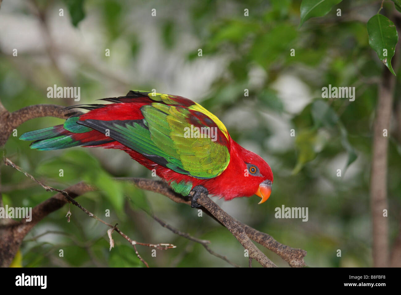 Australian king parrot (Alisterus scapularis), assis sur une branche Banque D'Images