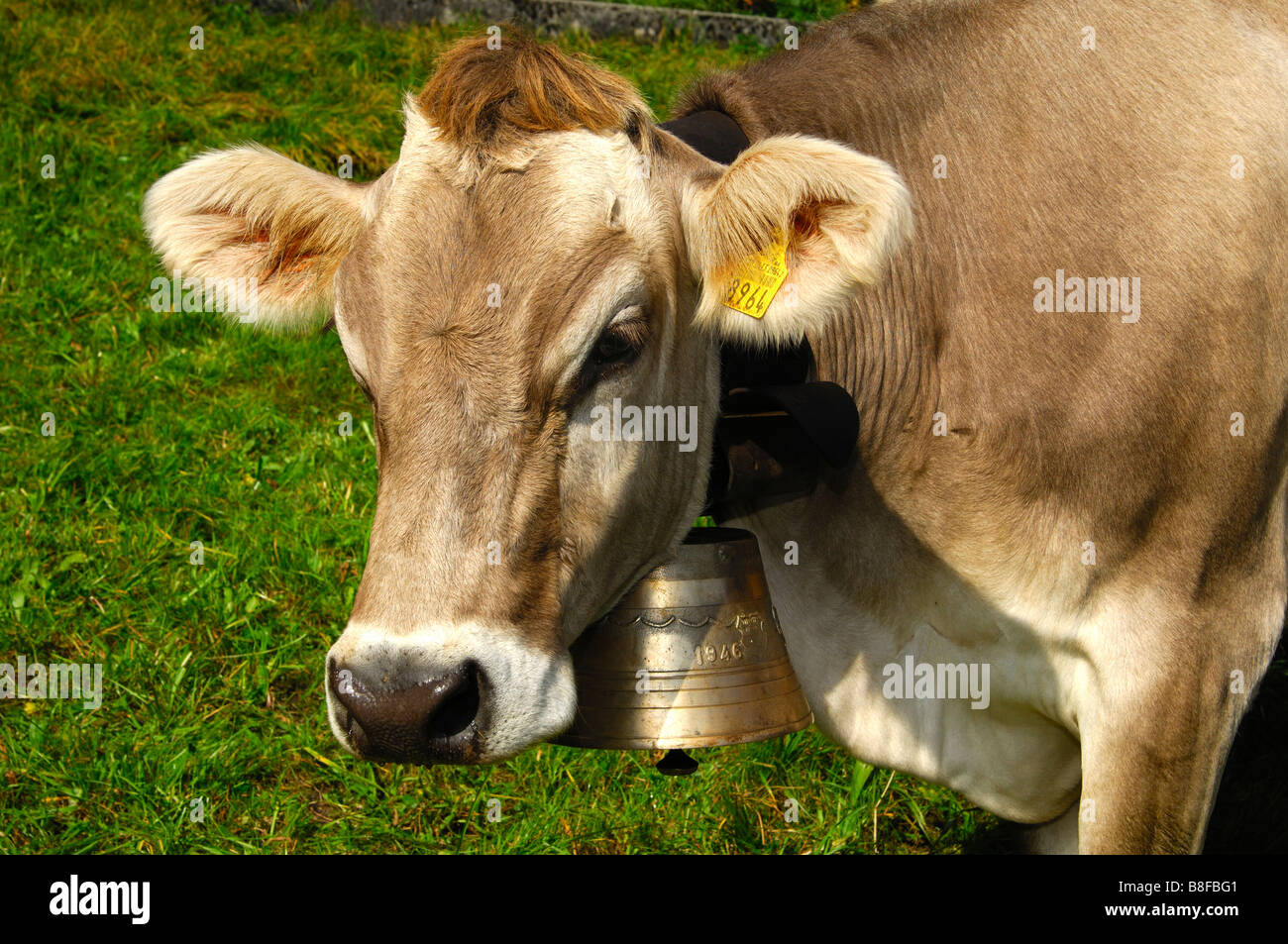 Les bovins sans cornes Suisse brune avec une marque auriculaire et une vache cloche autour du cou à la recherche dans l'appareil photo, Canton de Vaud, Suisse Banque D'Images