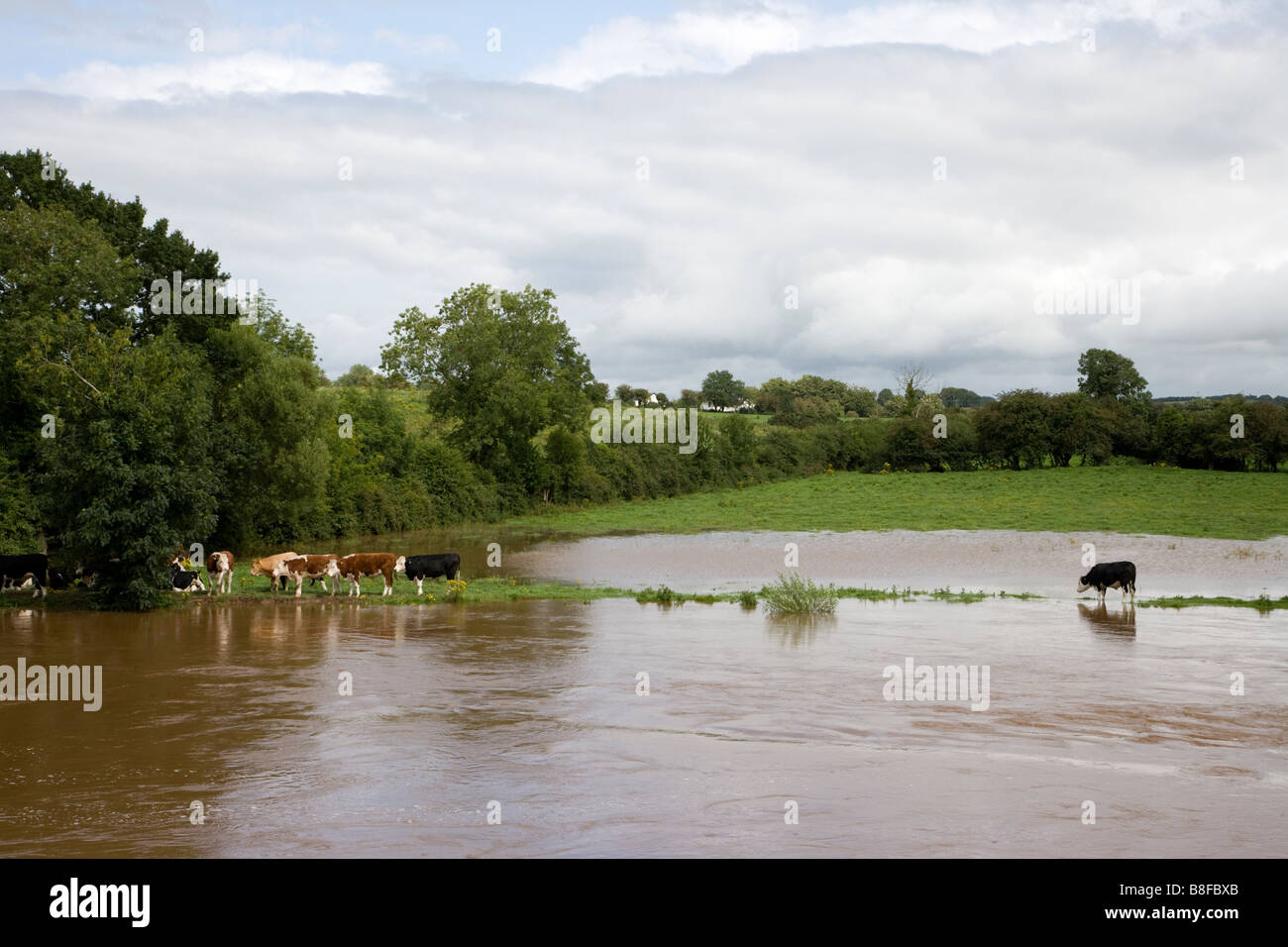 Brin vaches dans un champ inondé, Irlande Banque D'Images