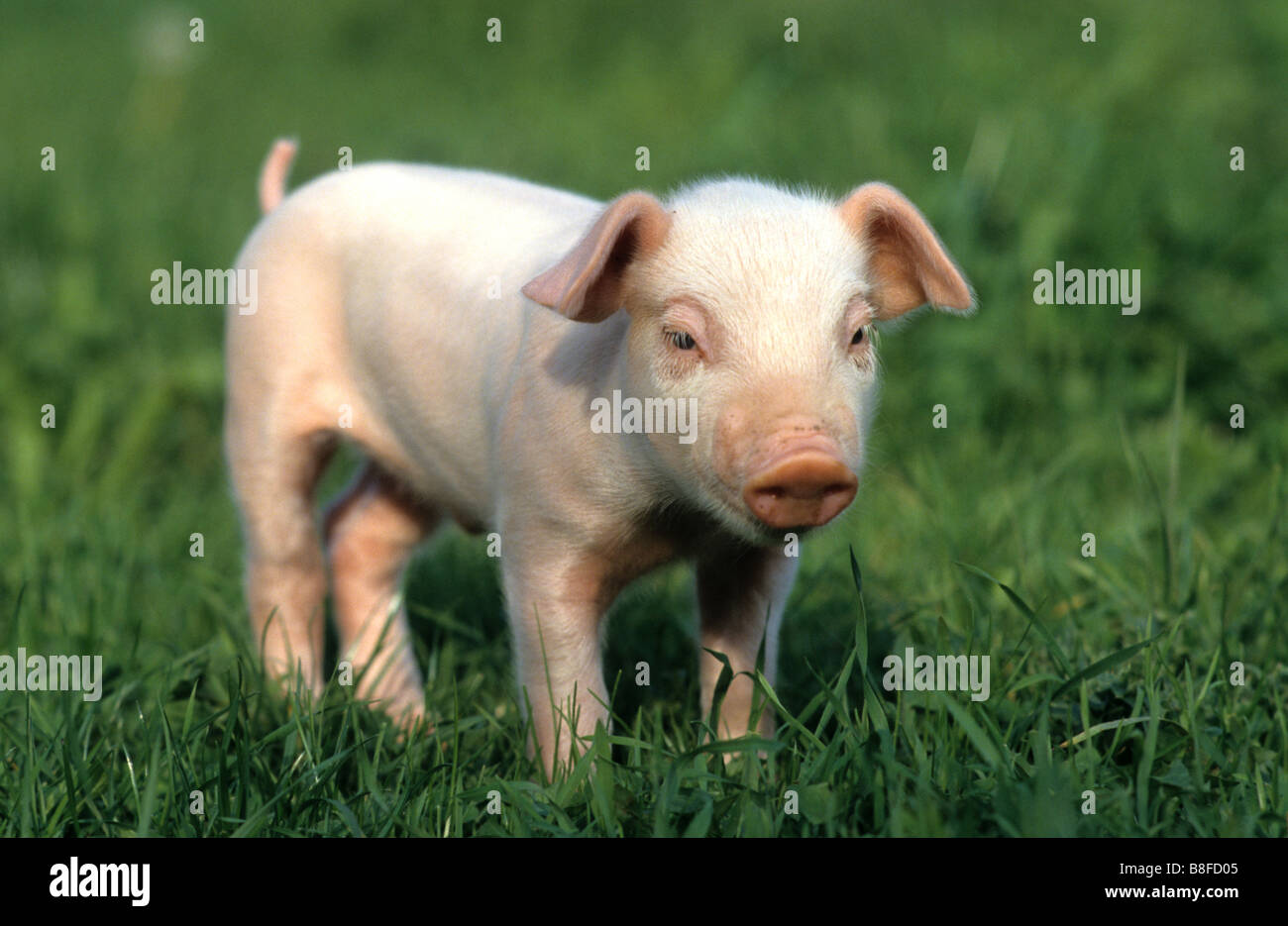 Porc domestique (Sus scrofa domestica), porcelet debout dans l'herbe Banque D'Images
