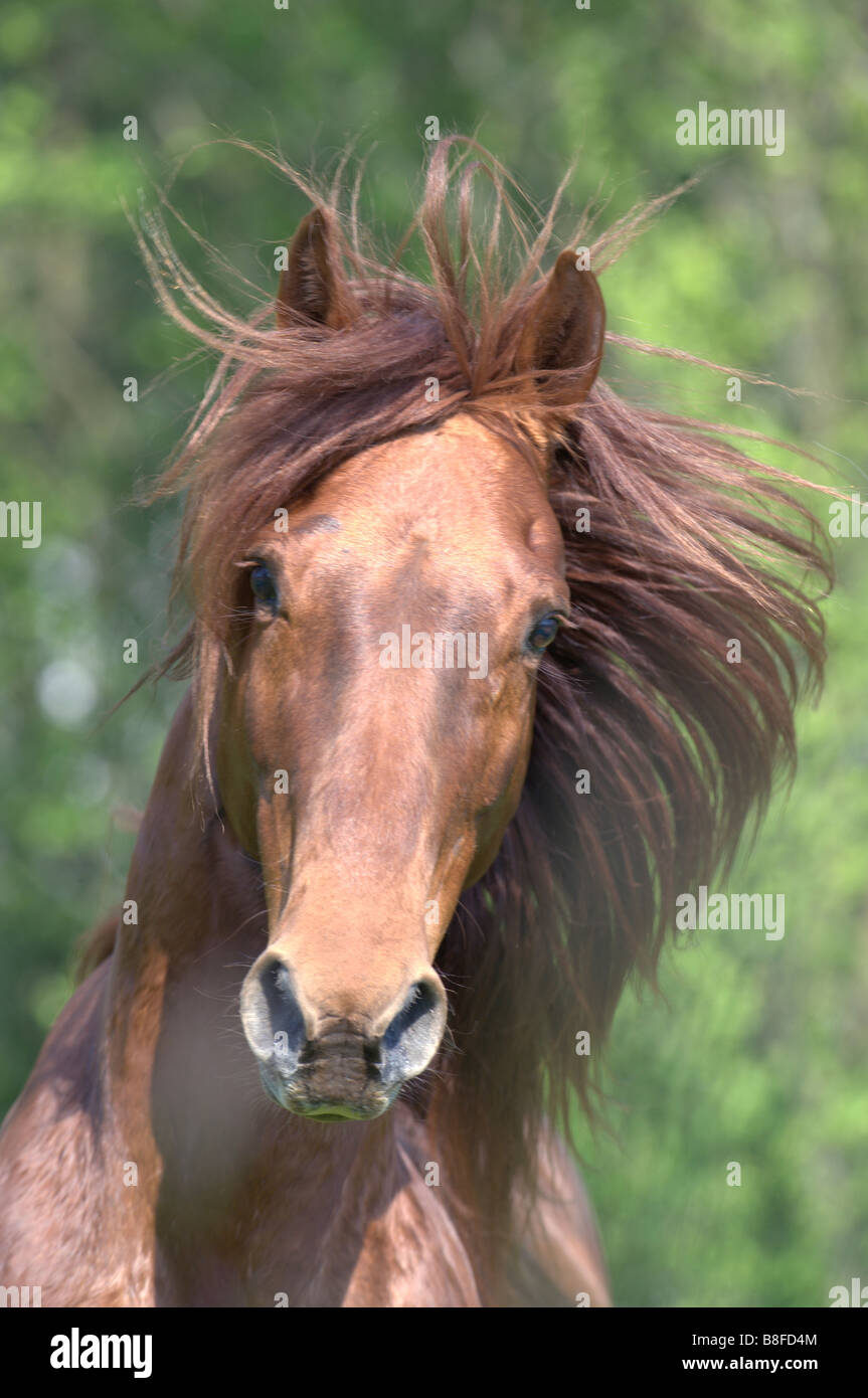 Le Missouri Fox Trotter (Equus ferus caballus), portrait Banque D'Images