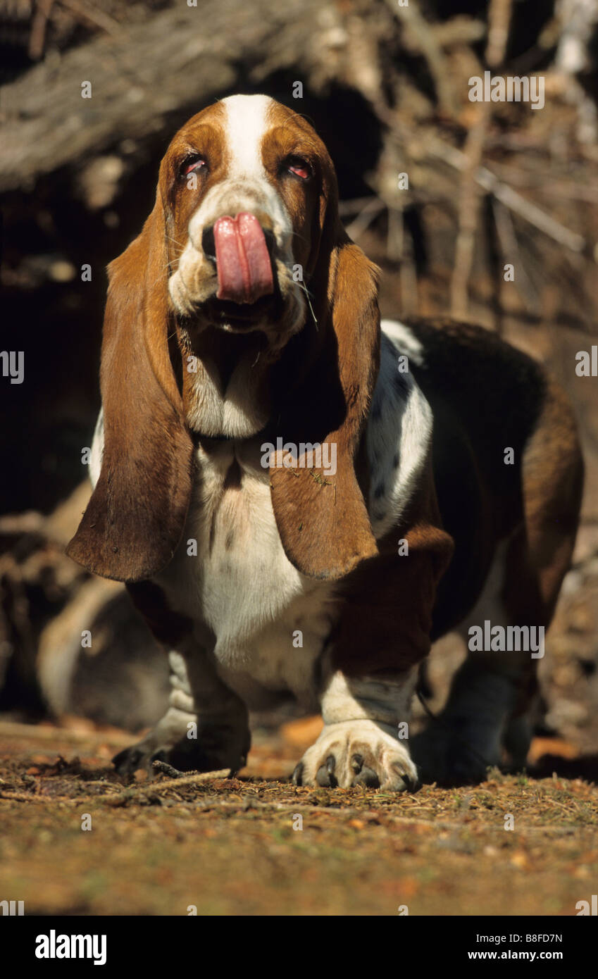 Basset Hound (Canis lupus familiaris) lécher son nez Banque D'Images