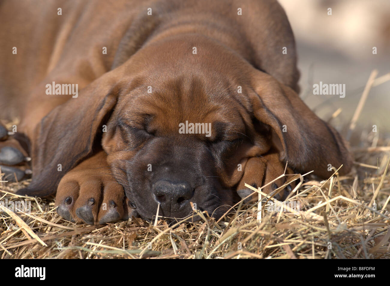 Le Rhodesian Ridgeback (Canis lupus familiaris), couchage chiot Banque D'Images