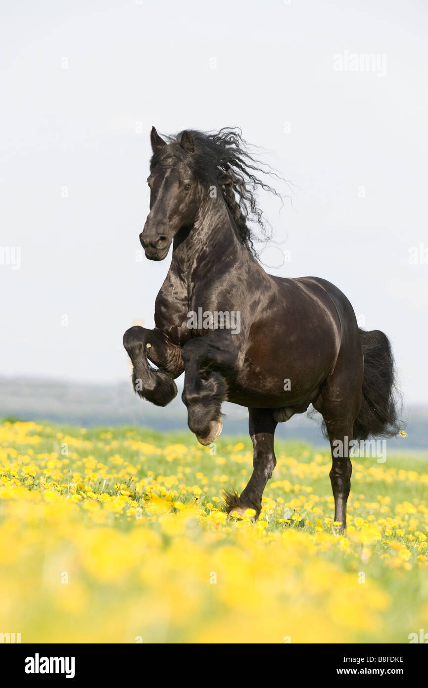 Cheval frison (Equus ferus caballus), étalon en galop sur une prairie en fleurs Banque D'Images