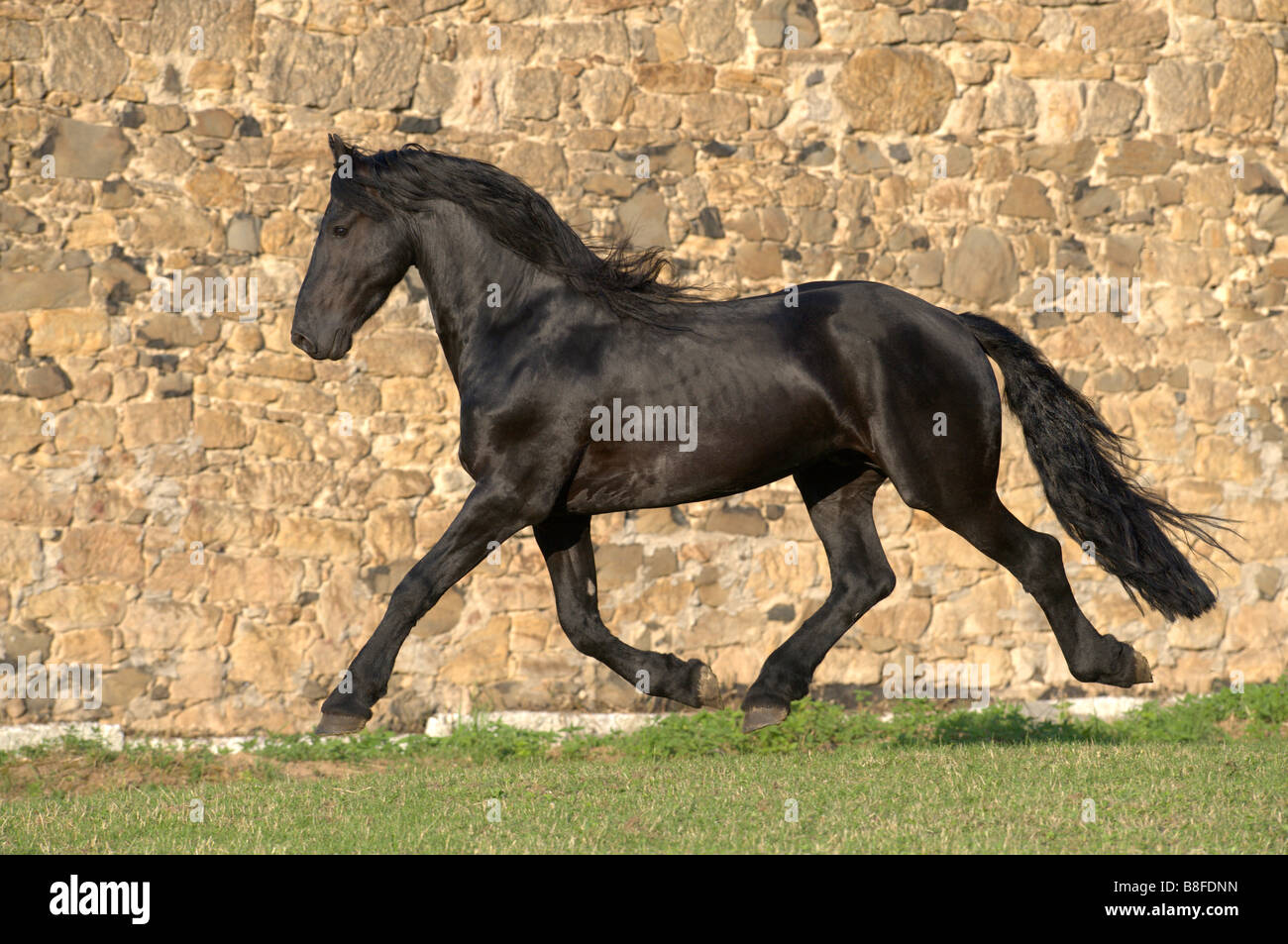 Cheval frison (Equus ferus caballus), étalon en un trot Banque D'Images