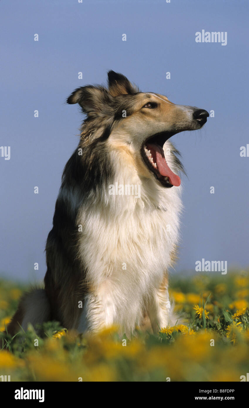 Colley à poil long (Canis lupus familiaris) assis sur un pré bien que le bâillement Banque D'Images