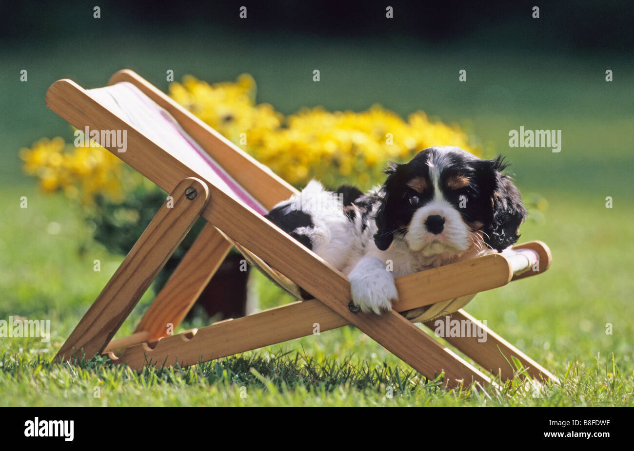 Cavalier King Charles Spaniel (Canis lupus familiaris), chiot couché dans une sunchair poupées Banque D'Images