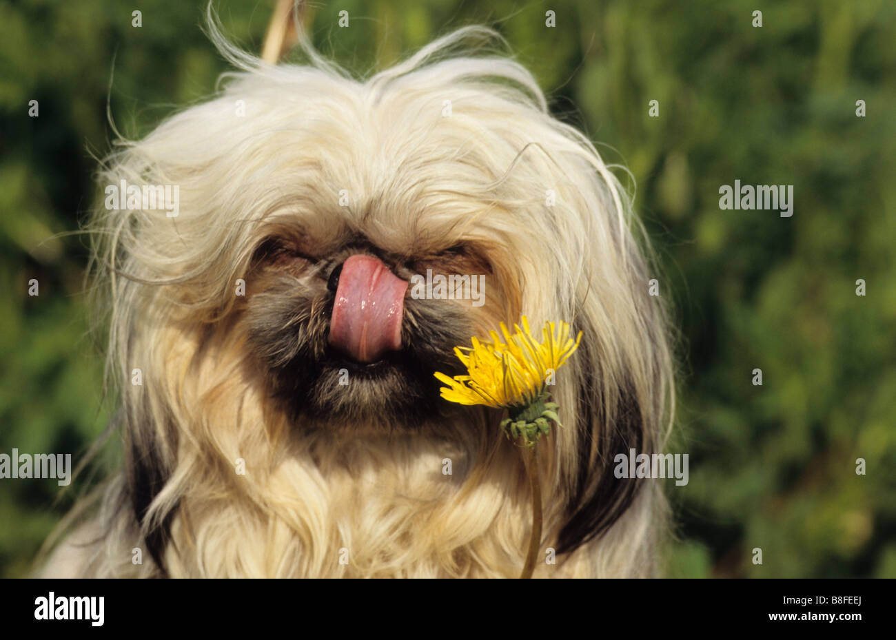 Shih Tzu (Canis lupus familiaris) lécher son nez Banque D'Images