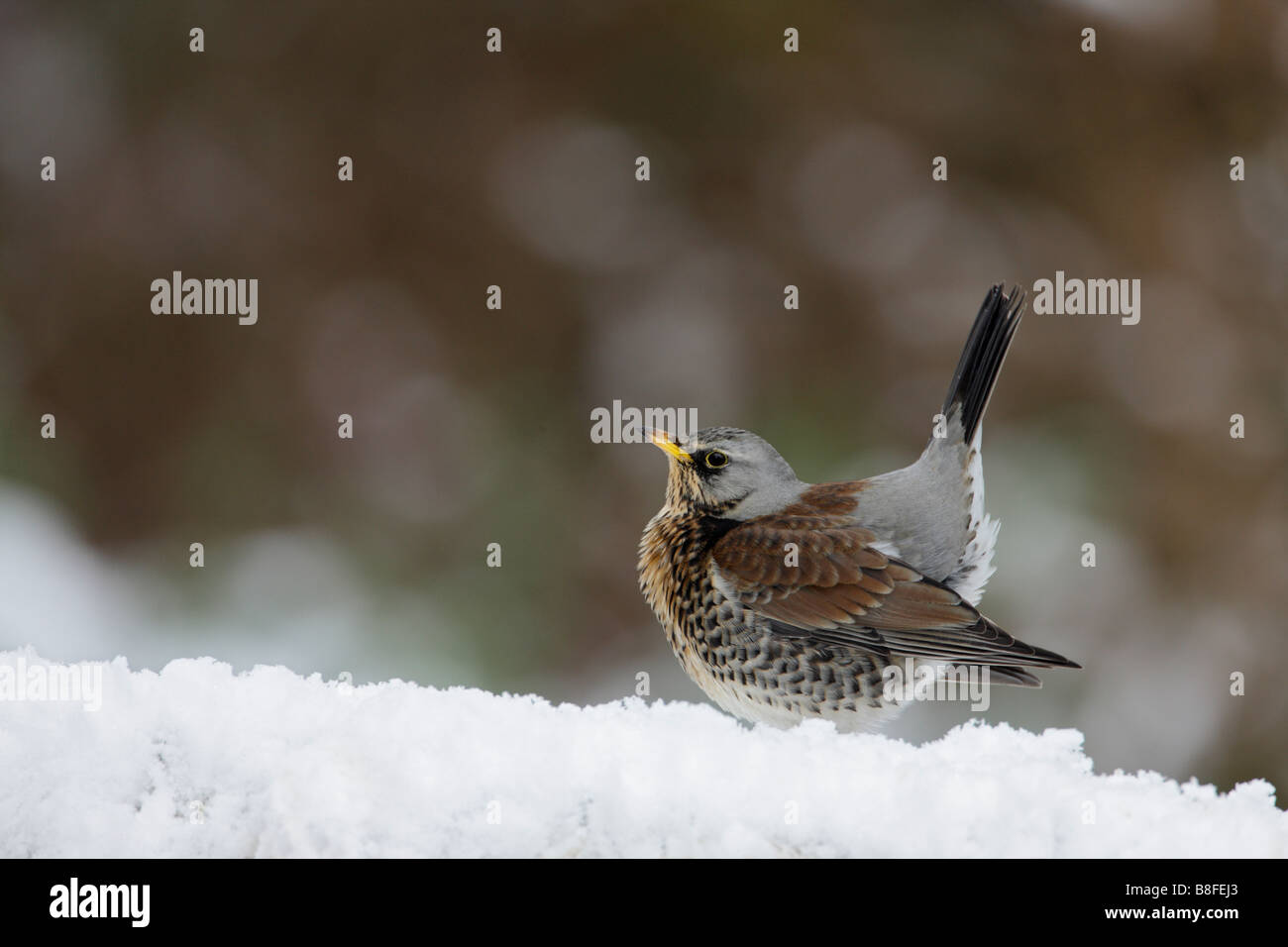 F Turdus Fieldfare queue de haut dans la neige Banque D'Images