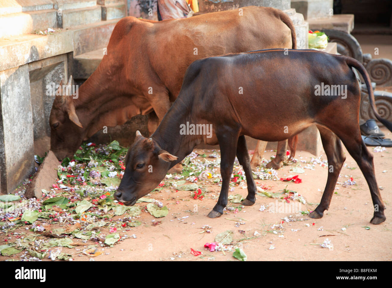 Les vaches locales profitant de pétales de fleurs et les feuilles à gauche après une cérémonie à temple indien Banque D'Images