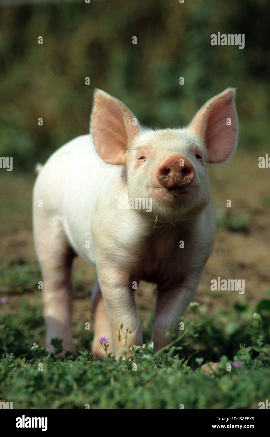 Porc domestique (Sus scrofa domestica), porcelet debout sur l'herbe Banque D'Images