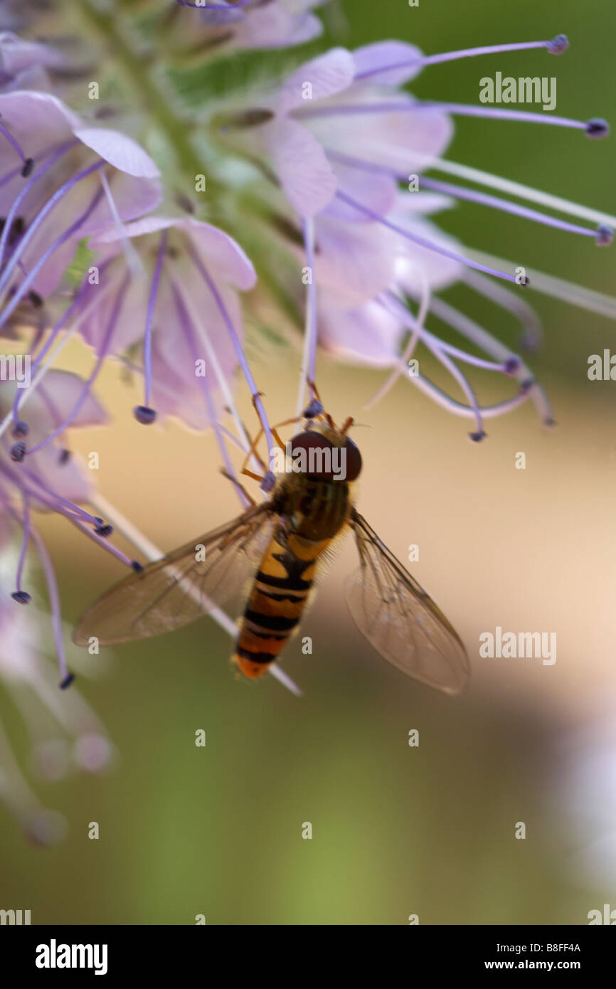 Un Drone Survole Un Jardin Pour Arroser Les Fleurs.