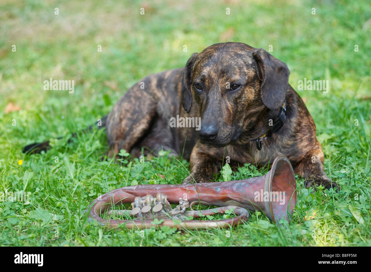 Coup d'humour du chien - gardien de la trompette Banque D'Images