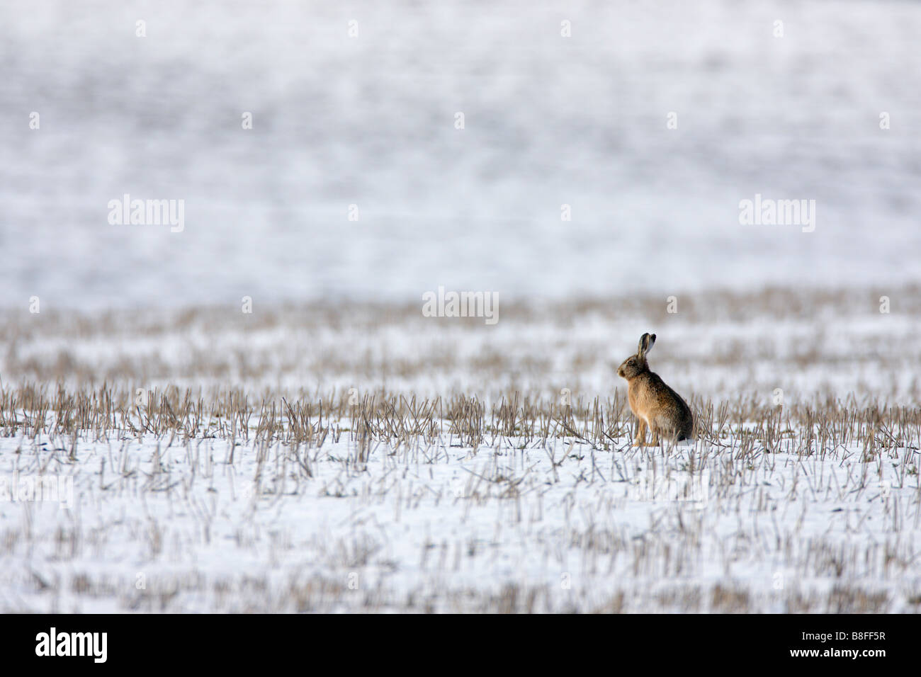 Lièvre brun Lepus europaeus dans alerte à la neige Banque D'Images