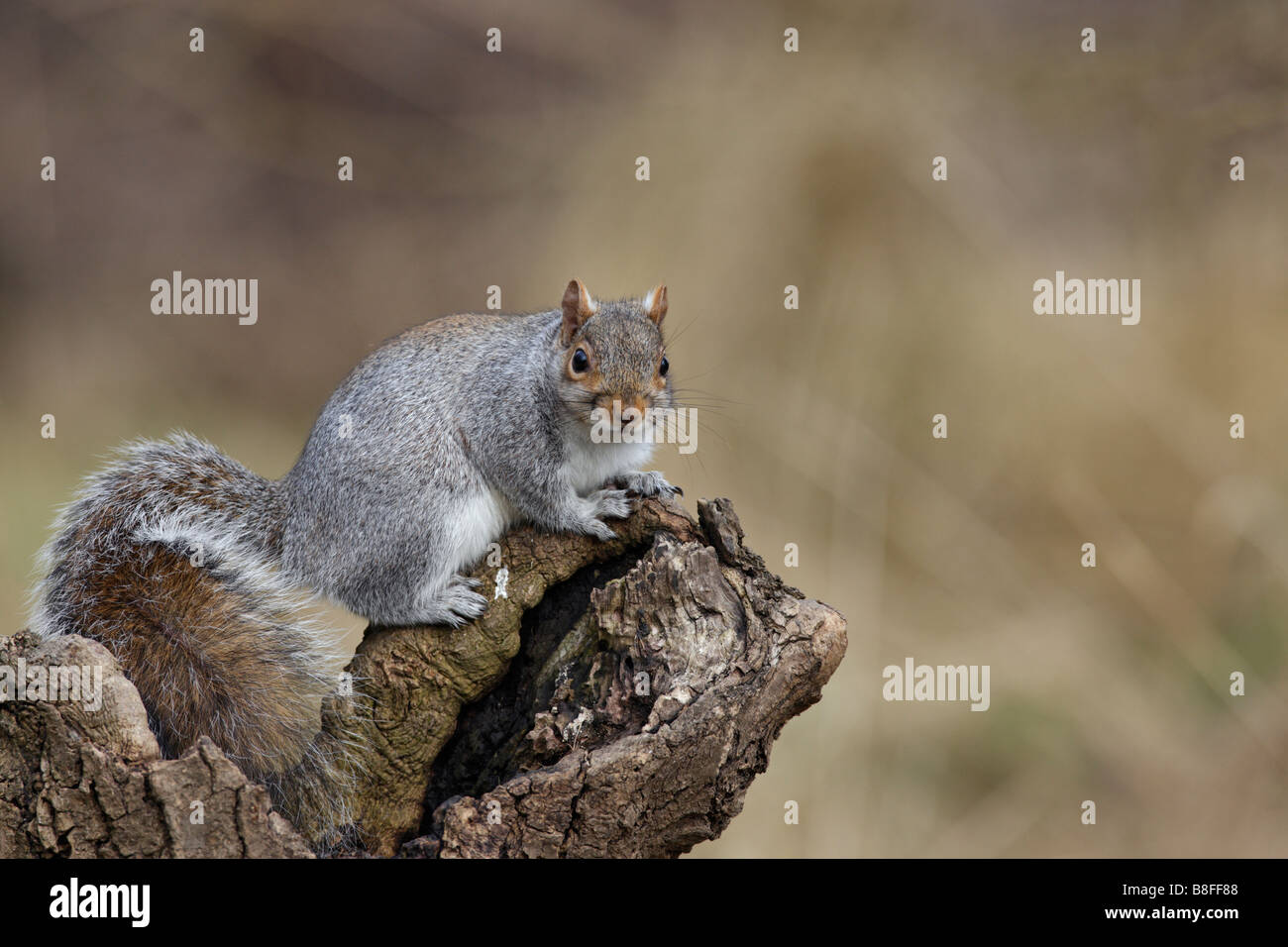L'écureuil gris Sciurus carolinensis sur alerte journal Banque D'Images