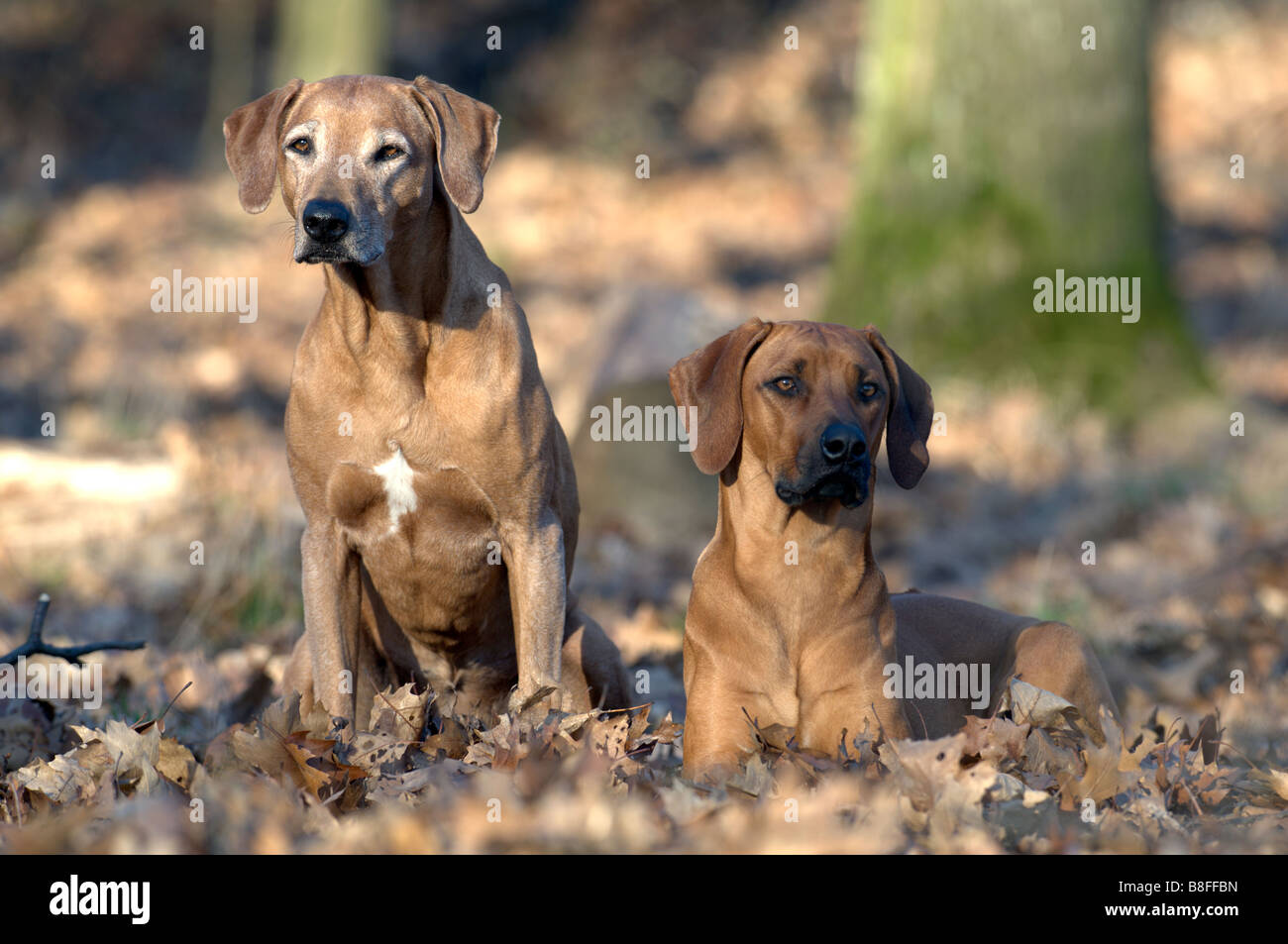 Le Rhodesian Ridgeback (Canis lupus familiaris). Jeunes et vieux chien dans les feuilles d'automne Banque D'Images