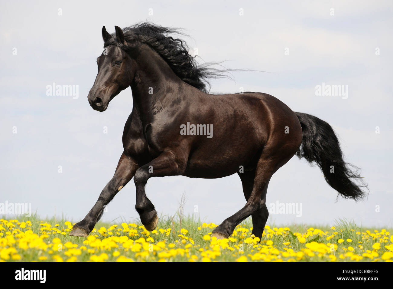 Cheval frison (Equus ferus caballus), étalon en galop sur une prairie en fleurs Banque D'Images