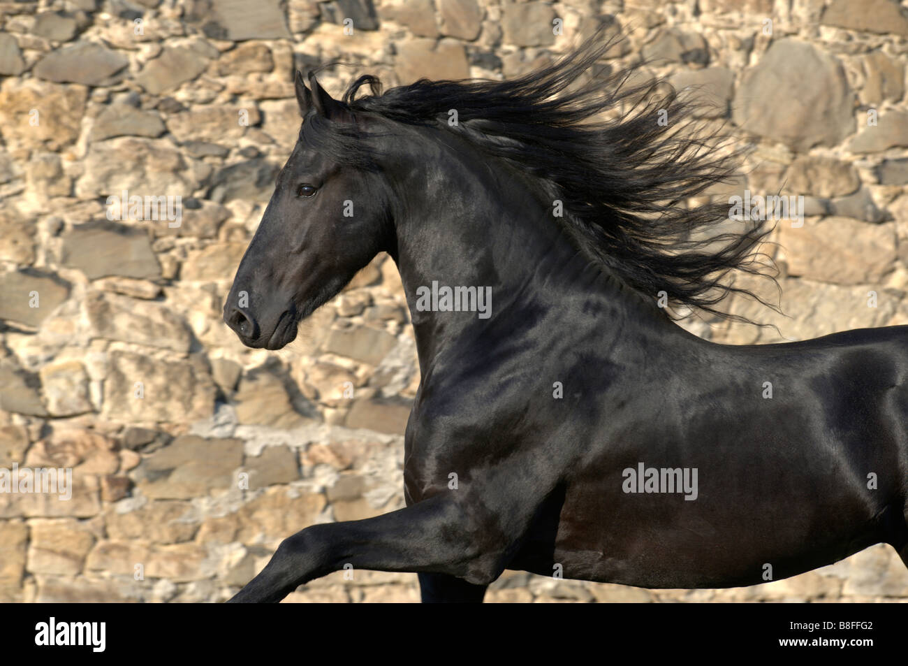 Cheval frison (Equus ferus caballus), étalon à mane Banque D'Images